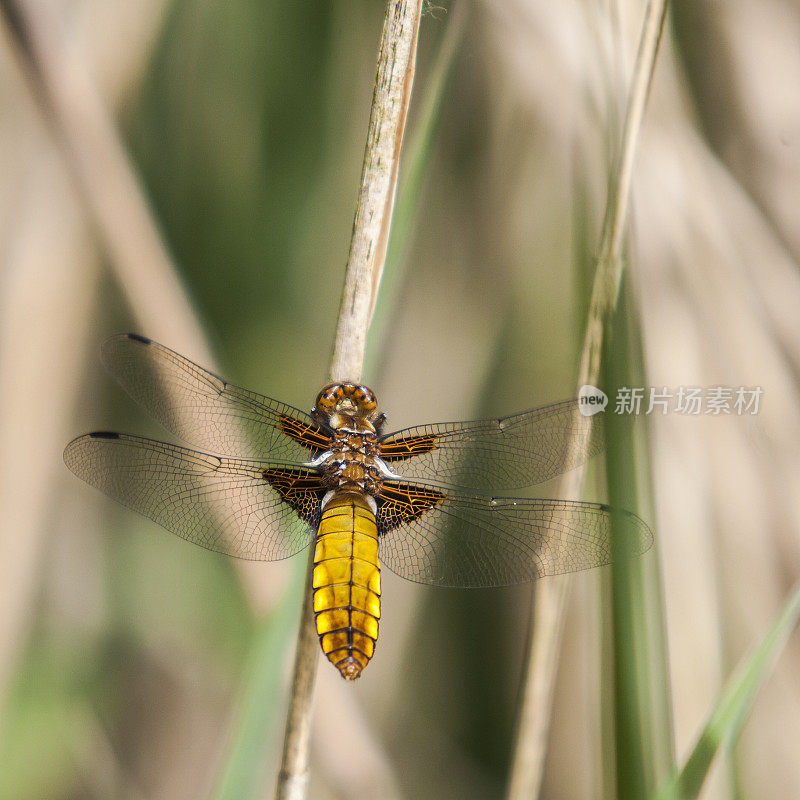 宽体追逐者(Libellula depressa)雌性